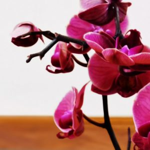 YOGA HEILSAM – YOGA sanft und sensibel